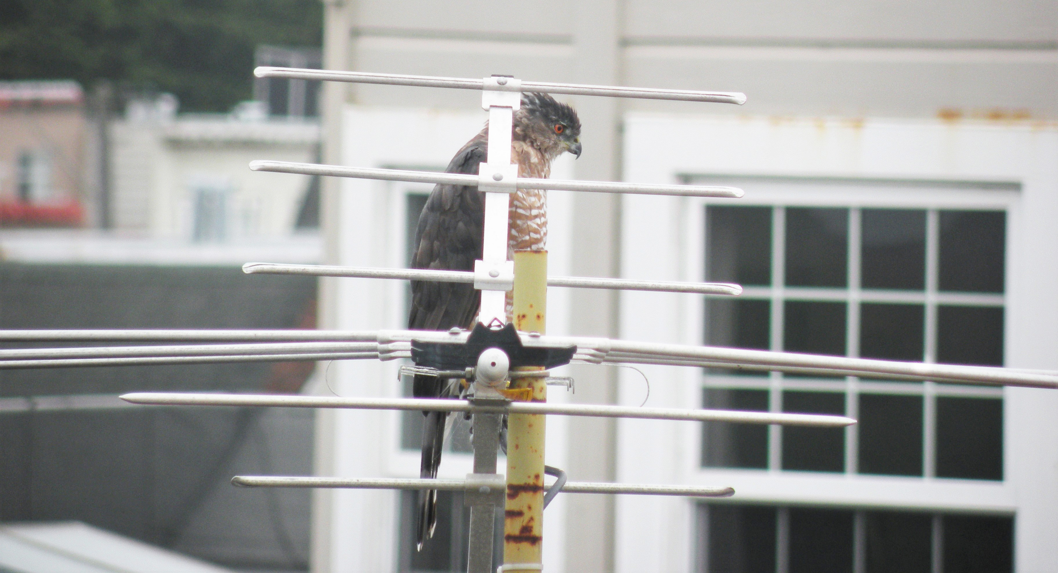 The Cooper Hawk spots a&nbsp;party