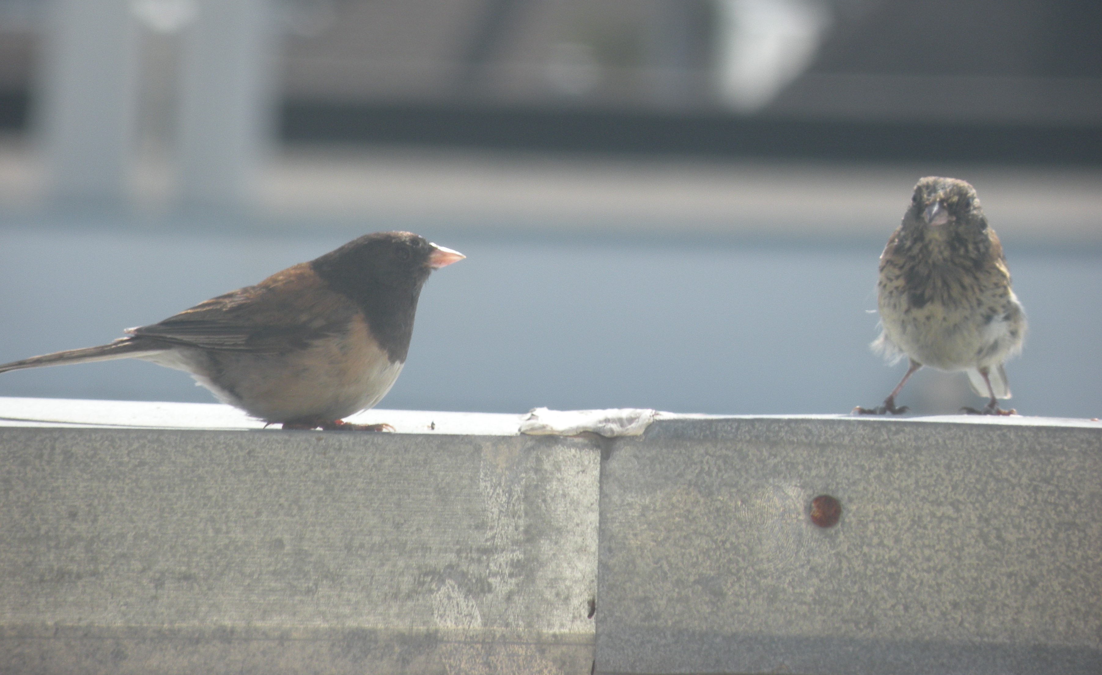 Dark-eyed Junco: Juveniles