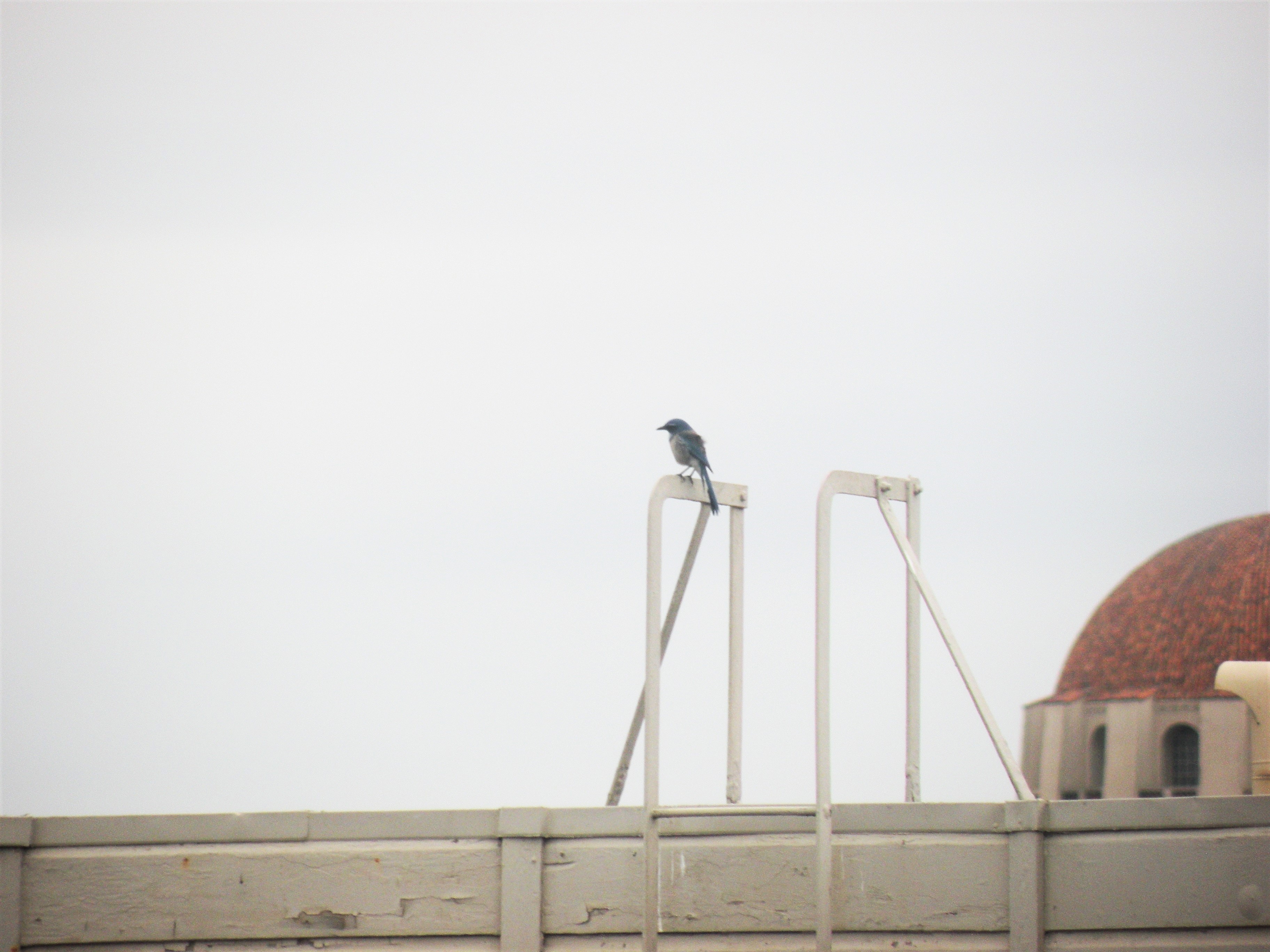 The unexpected corvids