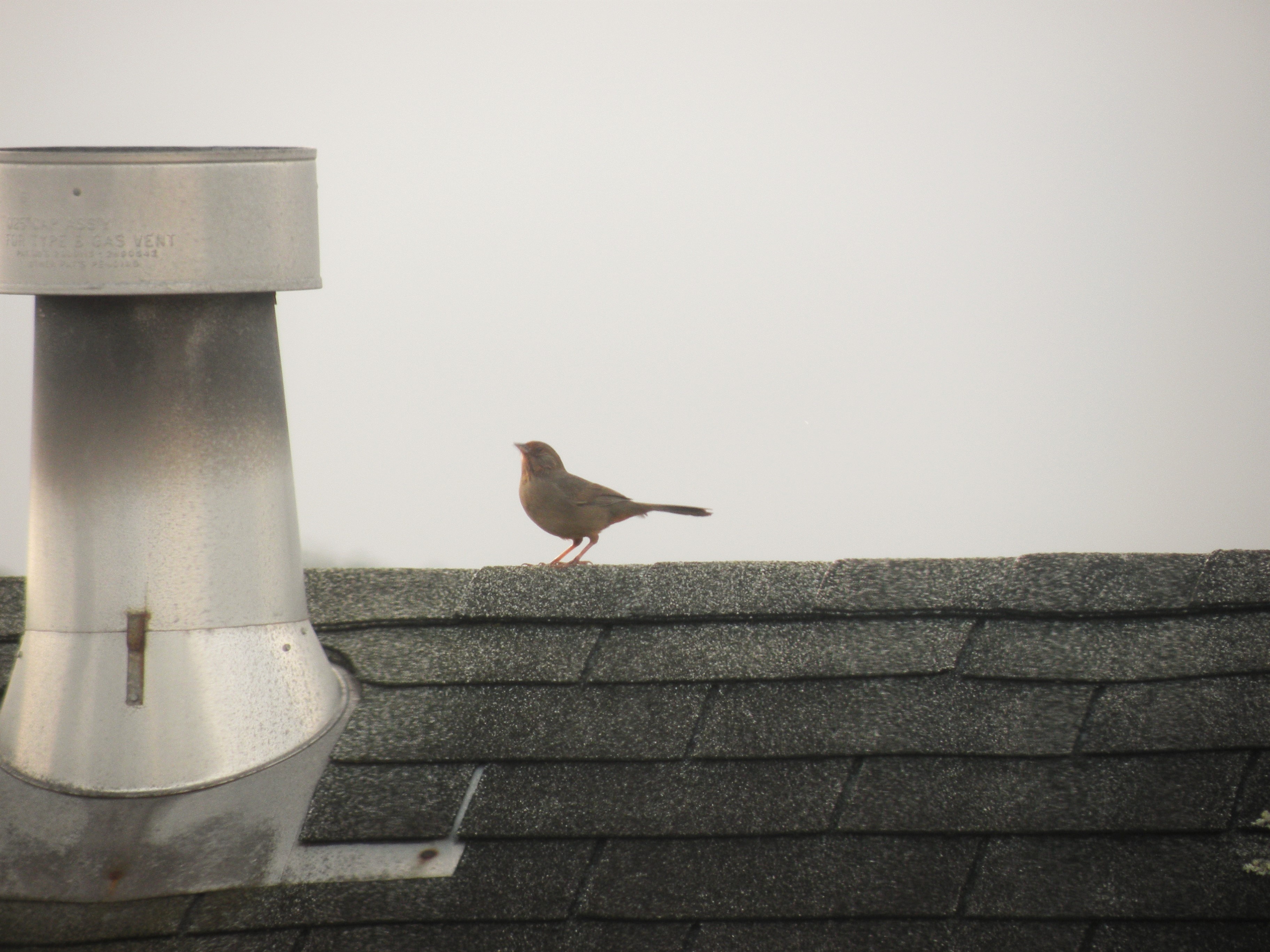 The beeping bird