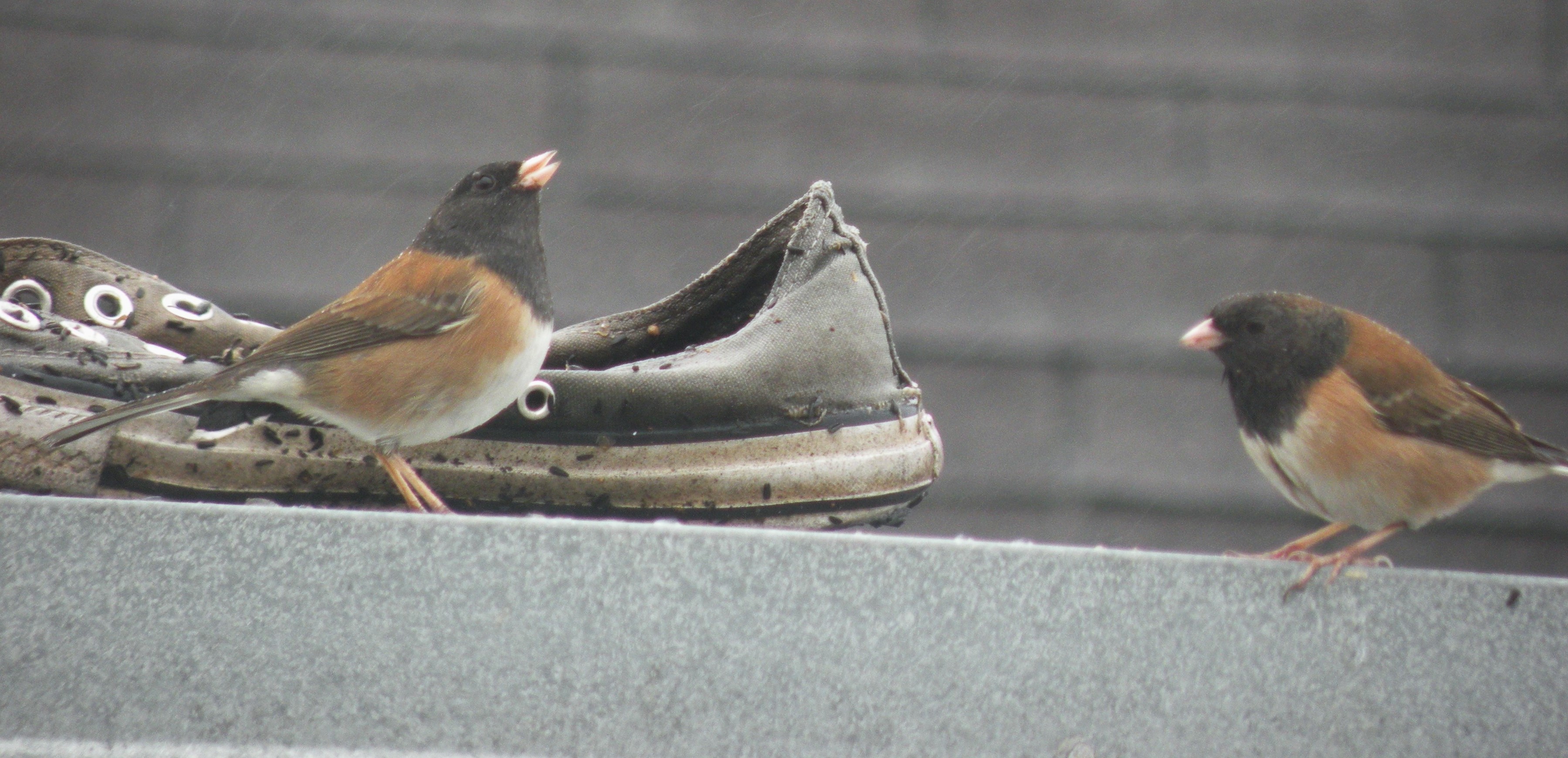 Dark-eyed Junco: Becoming&nbsp;adults