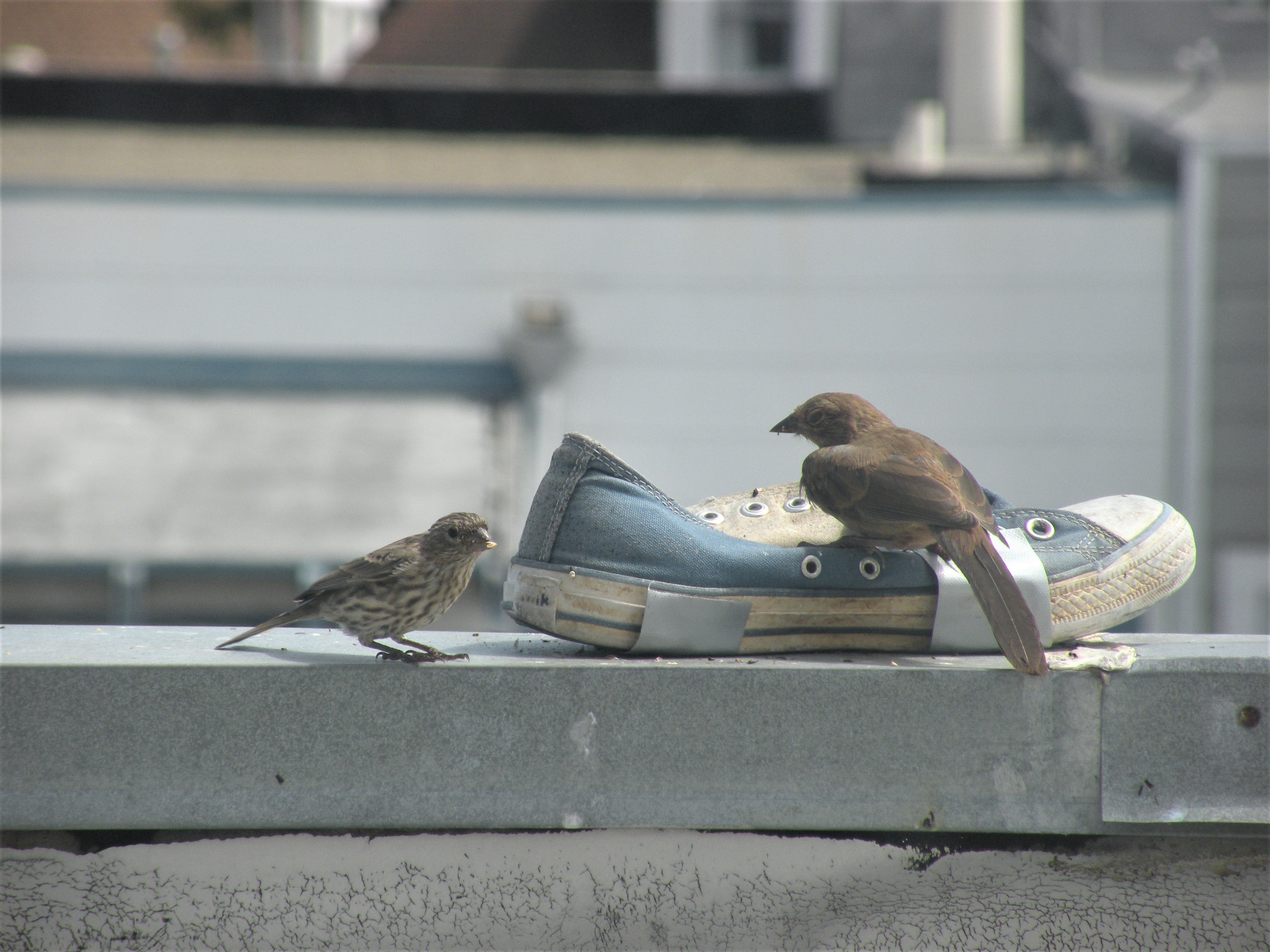 Finally, the beeping&nbsp;Towhee