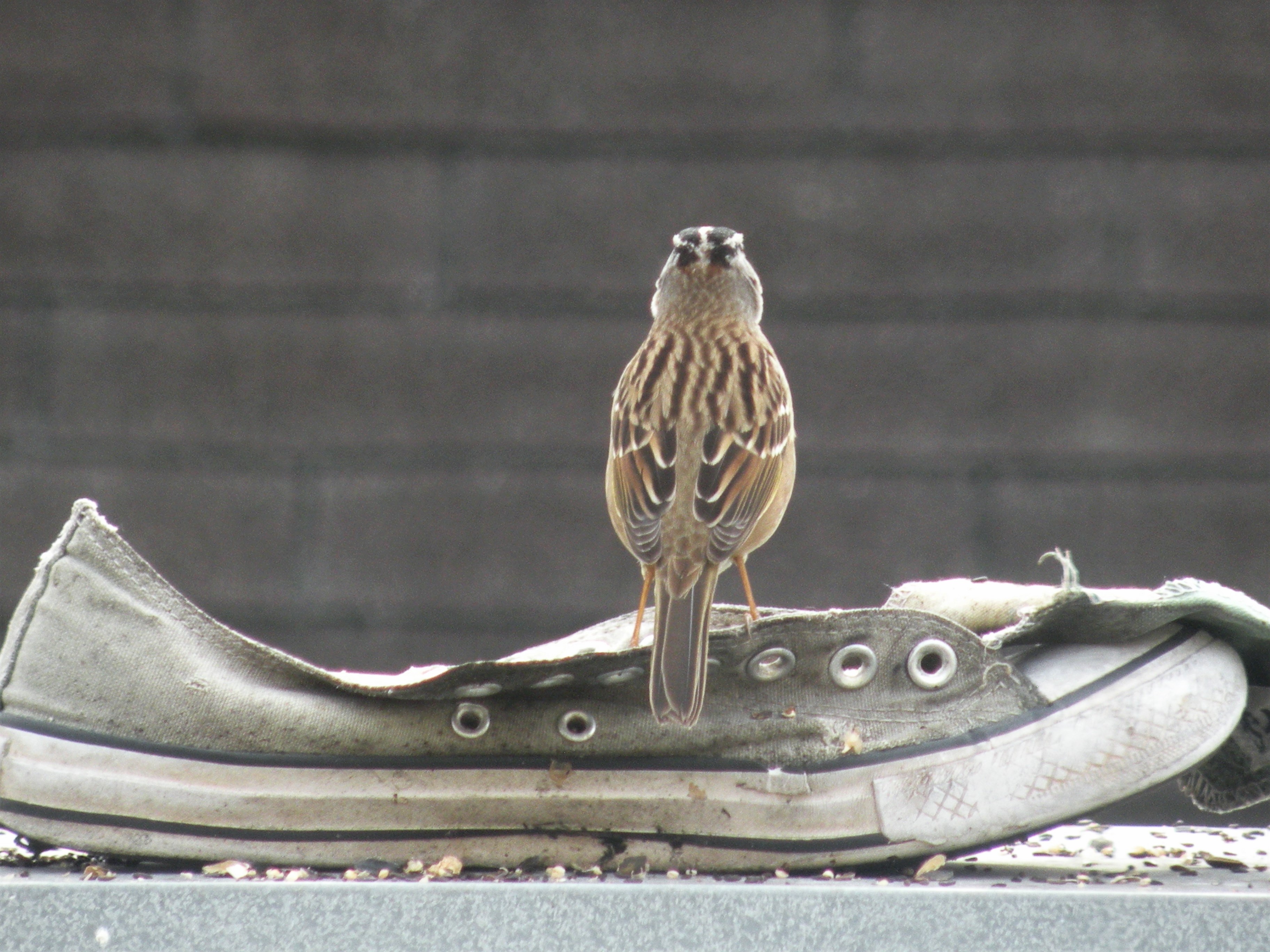 White-crowned sparrows join the&nbsp;party