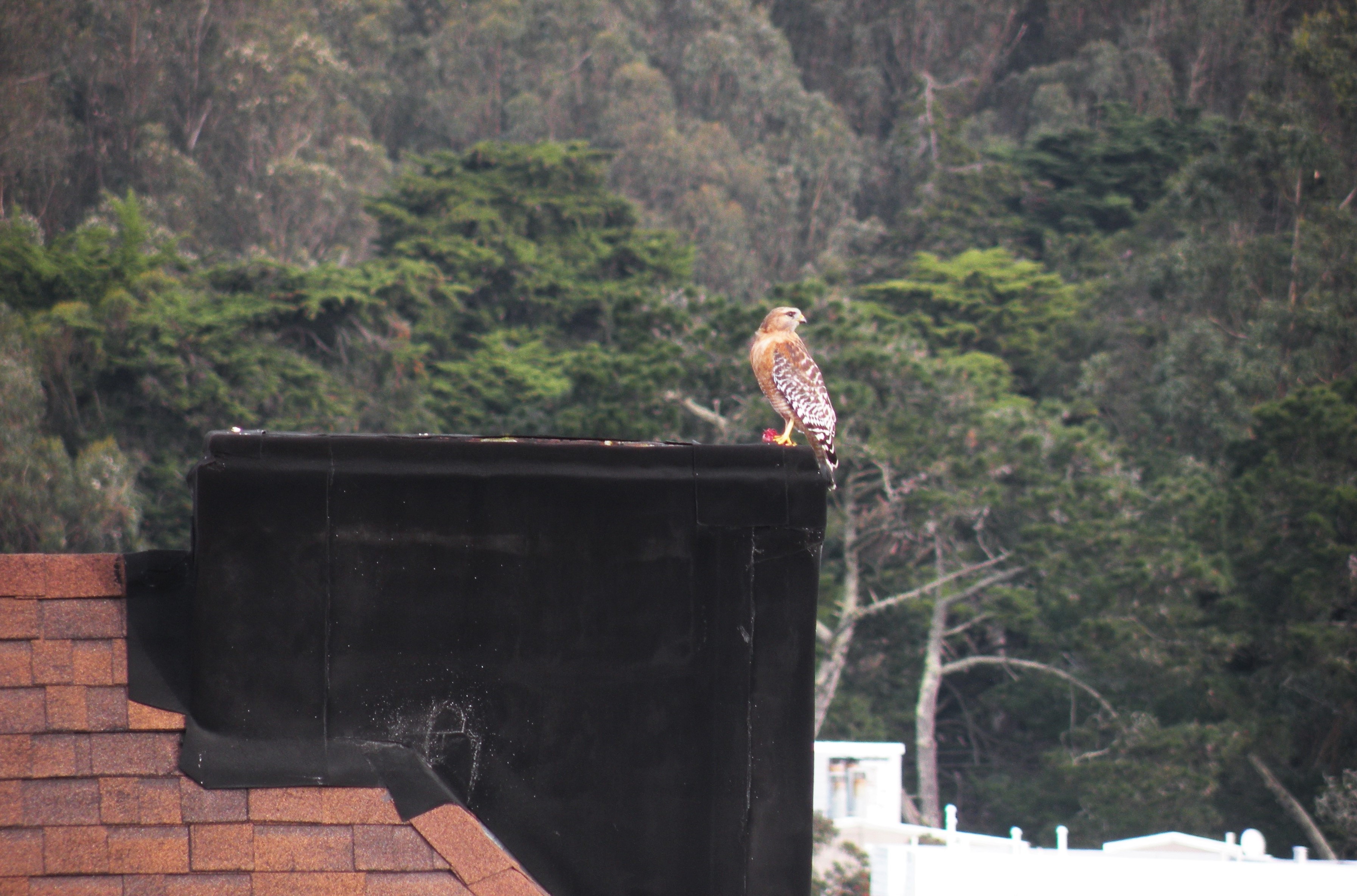 Red-shouldered hawk and its prize&nbsp;catch