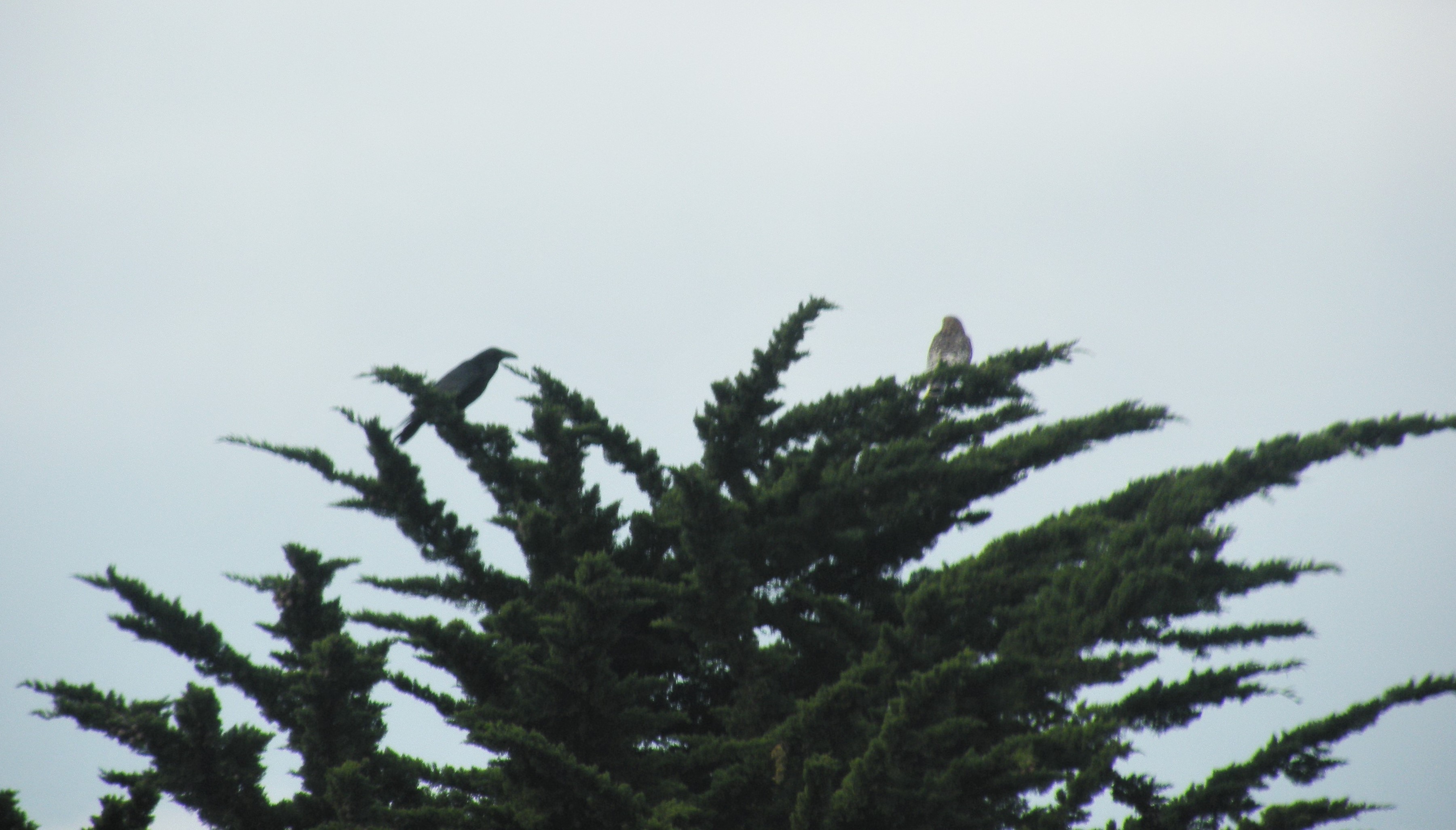 American Crows versus Red-shouldered&nbsp;Hawk