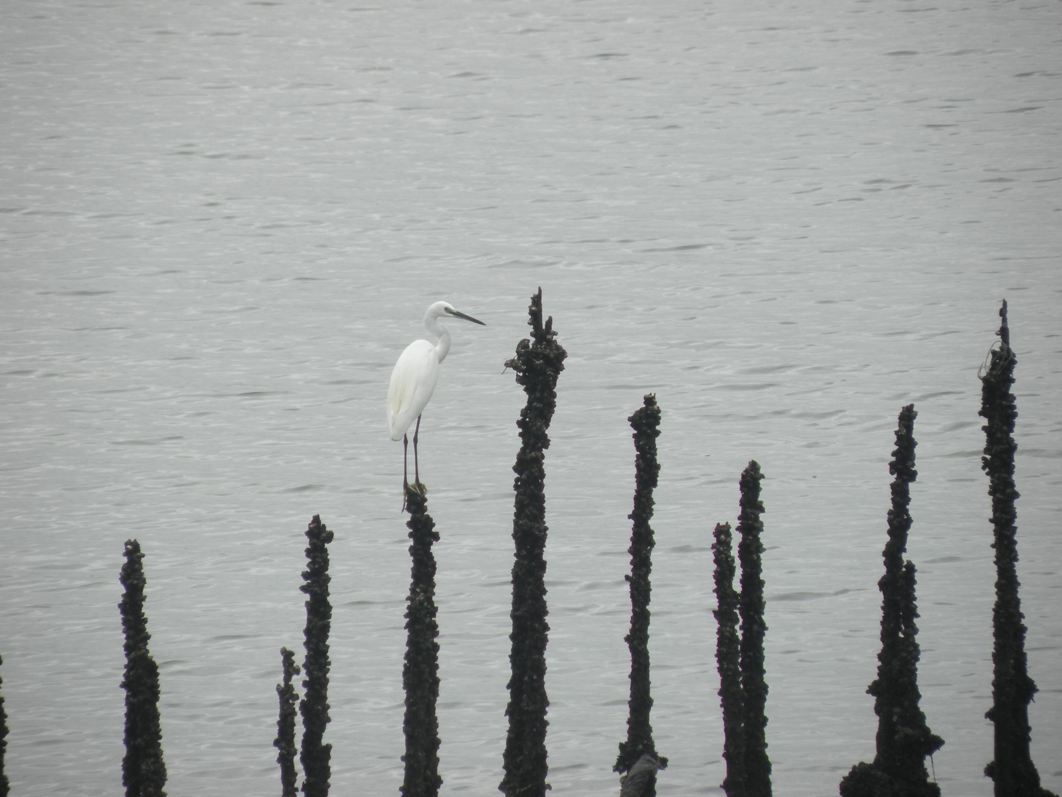 The (little known) wildlife of Singapore – Part&nbsp;[I]