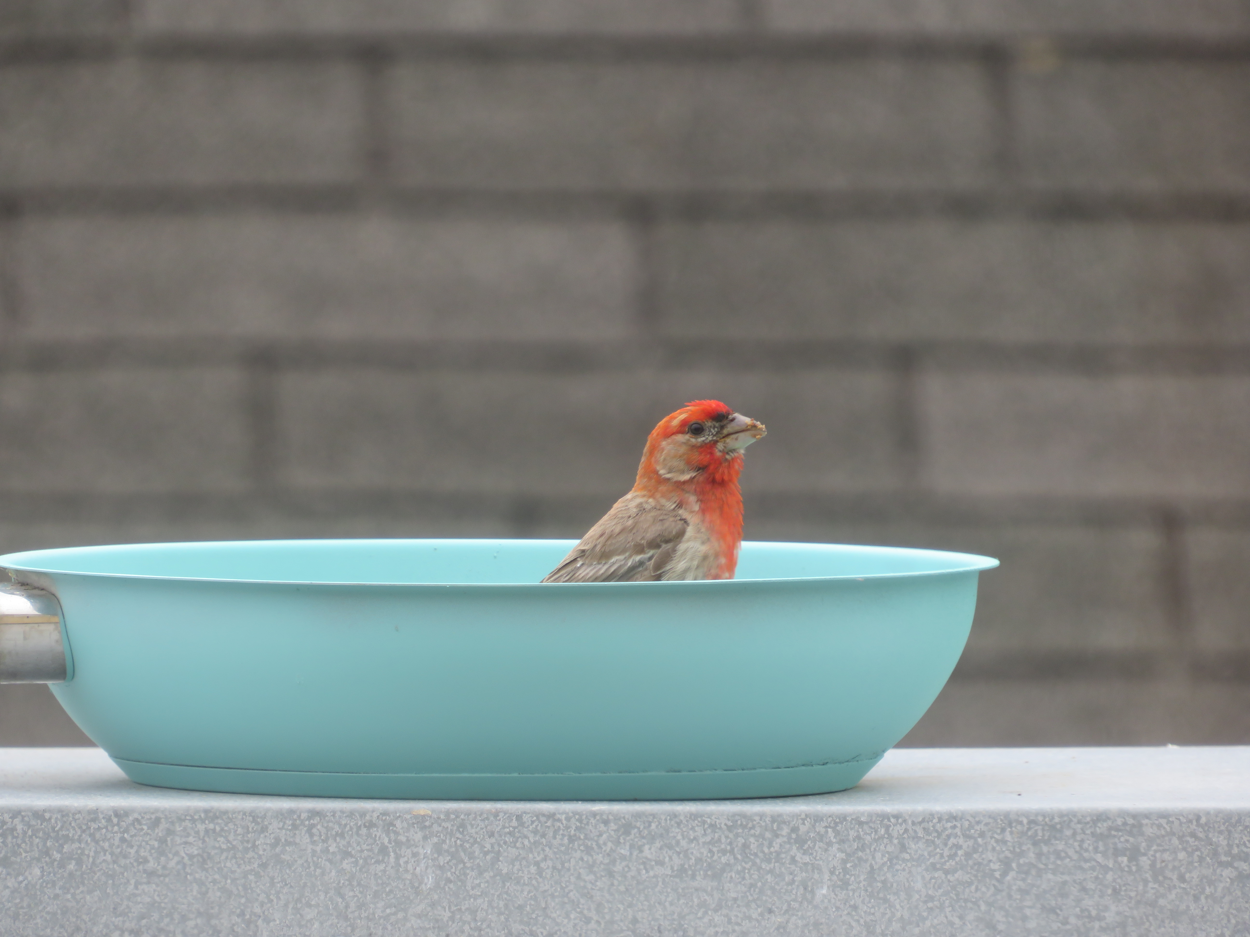 Rethink conventional birdfeeders